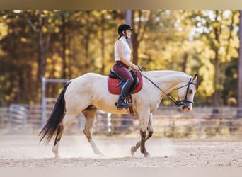 American Quarter Horse, Mare, 13 years, 15 hh, Buckskin