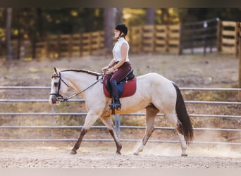 American Quarter Horse, Mare, 13 years, 15 hh, Buckskin