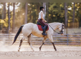 American Quarter Horse, Mare, 13 years, 15 hh, Buckskin