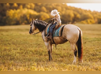 American Quarter Horse, Mare, 13 years, 15 hh, Buckskin