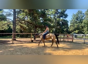 American Quarter Horse, Mare, 13 years, 15 hh, Buckskin