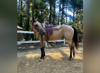 American Quarter Horse, Mare, 13 years, 15 hh, Buckskin