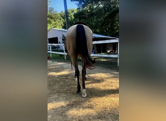 American Quarter Horse, Mare, 13 years, 15 hh, Buckskin