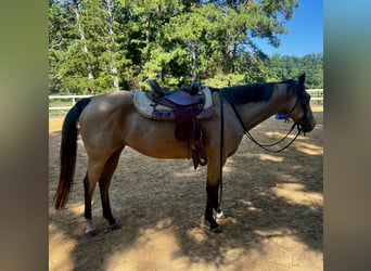 American Quarter Horse, Mare, 13 years, 15 hh, Buckskin
