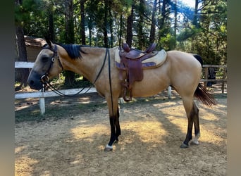 American Quarter Horse, Mare, 13 years, 15 hh, Buckskin