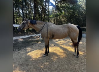 American Quarter Horse, Mare, 13 years, 15 hh, Buckskin