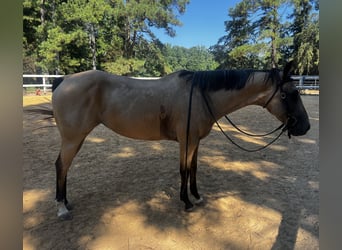 American Quarter Horse, Mare, 13 years, 15 hh, Buckskin