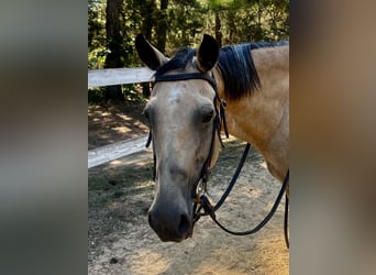 American Quarter Horse, Mare, 13 years, 15 hh, Buckskin