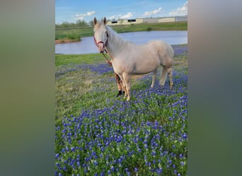 American Quarter Horse, Mare, 13 years, 15 hh, Cremello