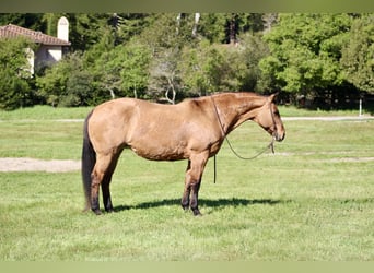 American Quarter Horse, Mare, 13 years, 15 hh, Dun