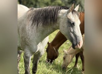 American Quarter Horse, Mare, 13 years, 15 hh, Grey-Dapple