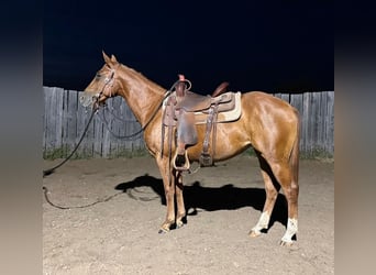 American Quarter Horse, Mare, 13 years, 15 hh, Sorrel