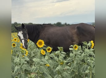 American Quarter Horse, Mare, 13 years, 15,1 hh, Black
