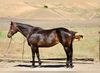 American Quarter Horse, Mare, 13 years, 15,1 hh, Brown