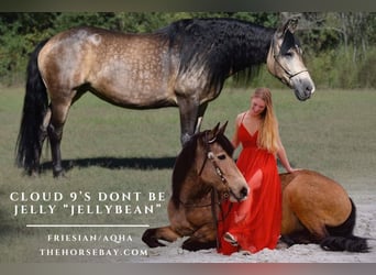 American Quarter Horse Mix, Mare, 13 years, 15,1 hh, Buckskin