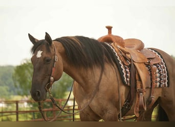 American Quarter Horse, Mare, 13 years, 15,1 hh, Grullo