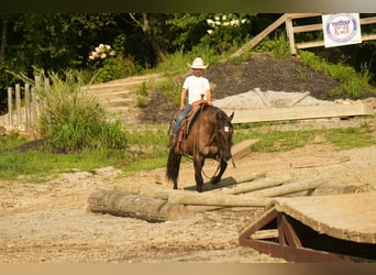 American Quarter Horse, Mare, 13 years, 15,1 hh, Grullo