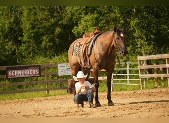 American Quarter Horse, Mare, 13 years, 15,1 hh, Grullo