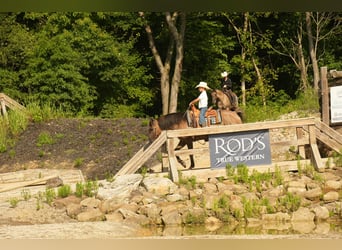 American Quarter Horse, Mare, 13 years, 15,1 hh, Grullo