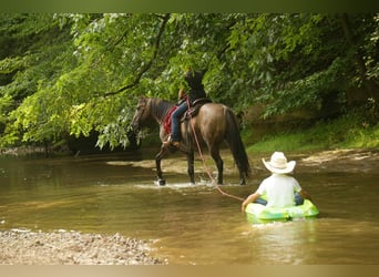 American Quarter Horse, Mare, 13 years, 15,1 hh, Grullo