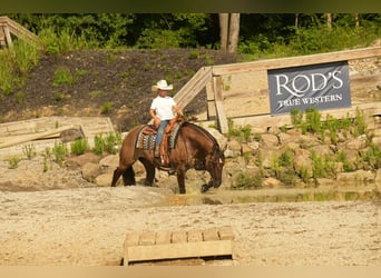 American Quarter Horse, Mare, 13 years, 15,1 hh, Grullo