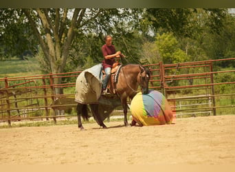 American Quarter Horse, Mare, 13 years, 15,1 hh, Grullo