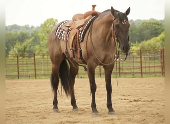 American Quarter Horse, Mare, 13 years, 15,1 hh, Grullo
