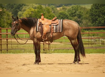 American Quarter Horse, Mare, 13 years, 15,1 hh, Grullo