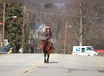 American Quarter Horse, Mare, 13 years, 15,2 hh, Bay
