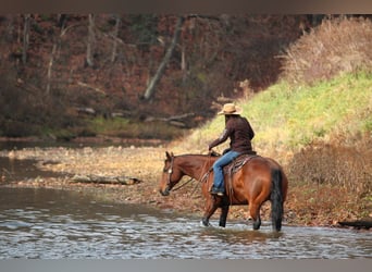 American Quarter Horse, Mare, 13 years, 15,2 hh, Bay
