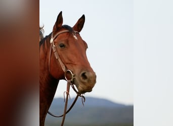 American Quarter Horse, Mare, 13 years, Brown