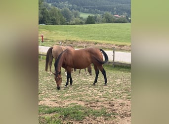 American Quarter Horse, Mare, 13 years, Brown