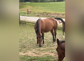 American Quarter Horse, Mare, 13 years, Brown