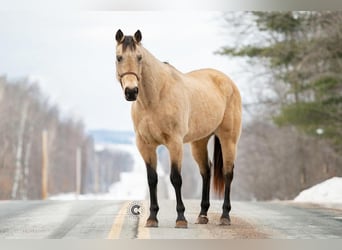 American Quarter Horse, Mare, 13 years, Buckskin
