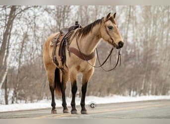 American Quarter Horse, Mare, 13 years, Buckskin