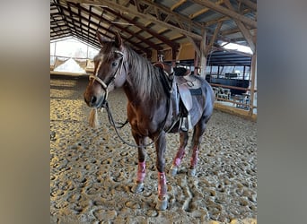 American Quarter Horse, Mare, 13 years, Chestnut-Red