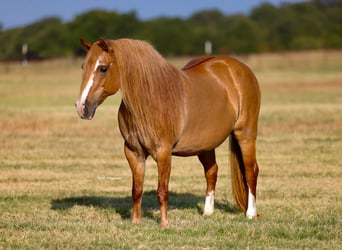 American Quarter Horse Mix, Mare, 13 years, Sorrel