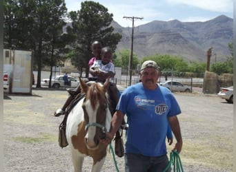 American Quarter Horse, Mare, 13 years, Tobiano-all-colors