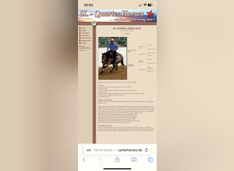 American Quarter Horse, Mare, 14 years, 14.2 hh, Buckskin