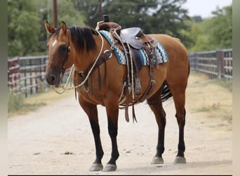 American Quarter Horse, Mare, 14 years, 14.2 hh, Dun