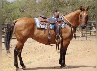 American Quarter Horse, Mare, 14 years, 14.2 hh, Dun