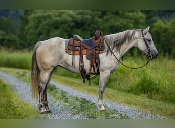 American Quarter Horse, Mare, 14 years, 14.2 hh, Grey