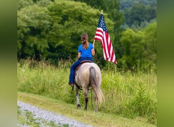 American Quarter Horse, Mare, 14 years, 14.2 hh, Grey