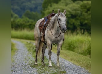 American Quarter Horse, Mare, 14 years, 14.2 hh, Grey