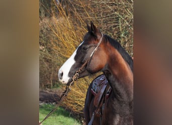 American Quarter Horse, Mare, 14 years, 14.2 hh, Smoky-Black