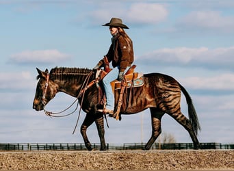 American Quarter Horse, Mare, 14 years, 14 hh, Grullo