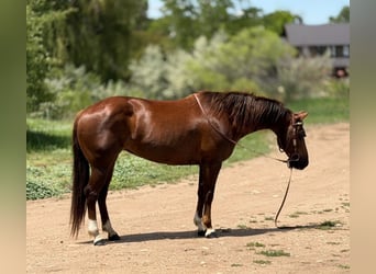 American Quarter Horse, Mare, 14 years, 14 hh, Sorrel