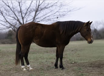 American Quarter Horse, Mare, 14 years, 14,1 hh, Bay