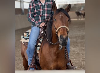 American Quarter Horse Mix, Mare, 14 years, 14,2 hh, Brown