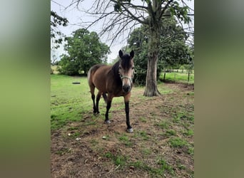American Quarter Horse Mix, Mare, 14 years, 14,2 hh, Buckskin